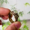 Prehnite Braided Bronze Ring