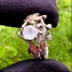 Moonstone Sterling Silver Maple Leaf Ring
